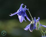 Flower 8T98D-17